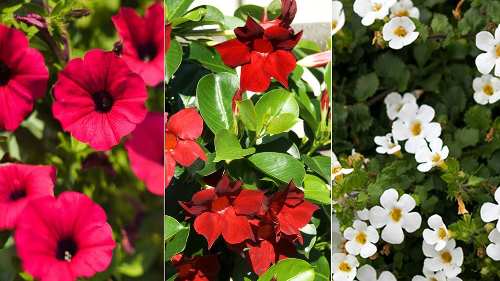 plantacion petunias dipladenias bacopas jardinera xl deco 390