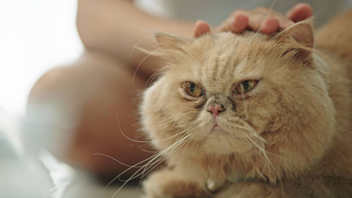 Los gatos persas son una raza de dulce temperamento, muy tranquilos y pacíficos.