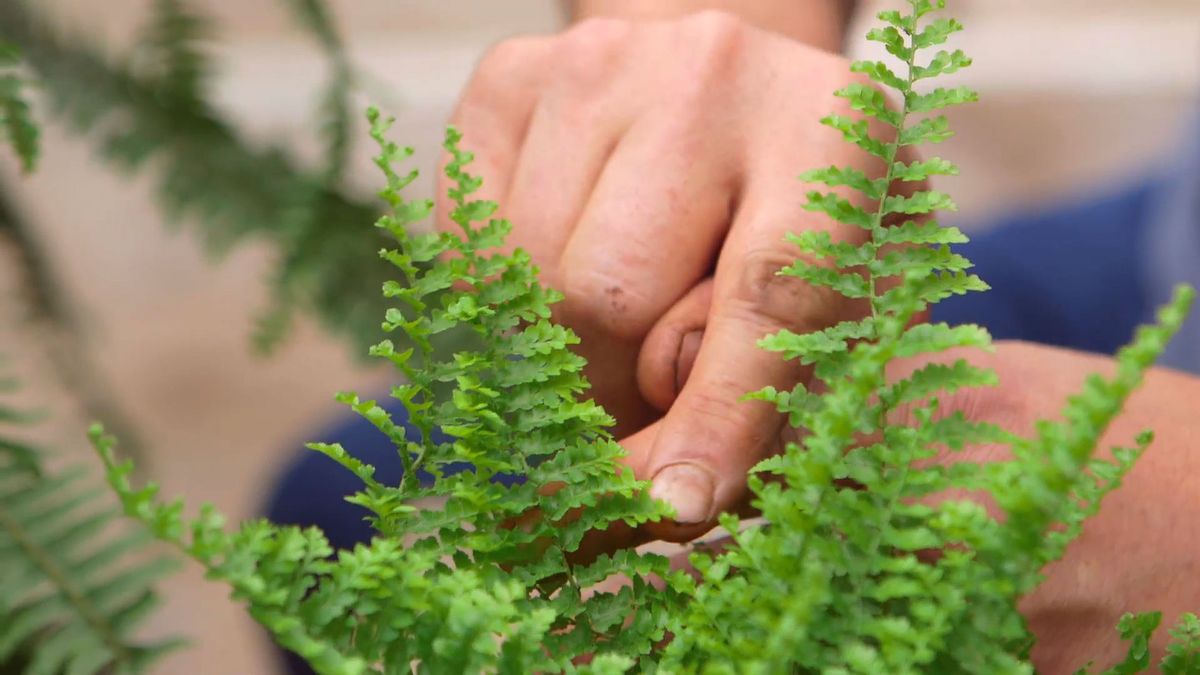 brico 930 3 variedades helechos nephrolepis otras variedades