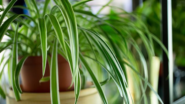 planta cinta refrescar hogar