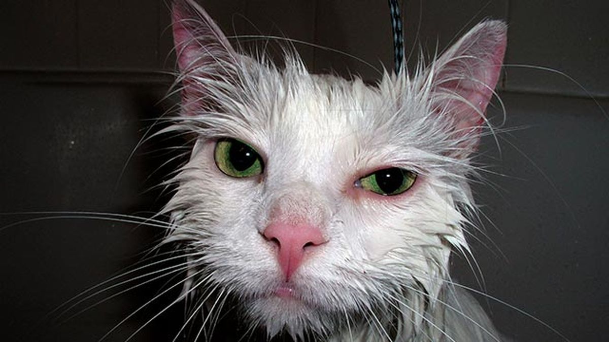 10 fotos de gatos mojados 3