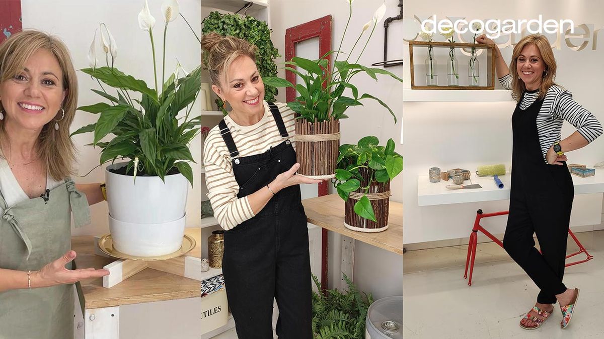 decogarden plantas interior 1