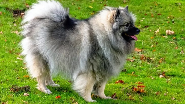 spitz aleman 5