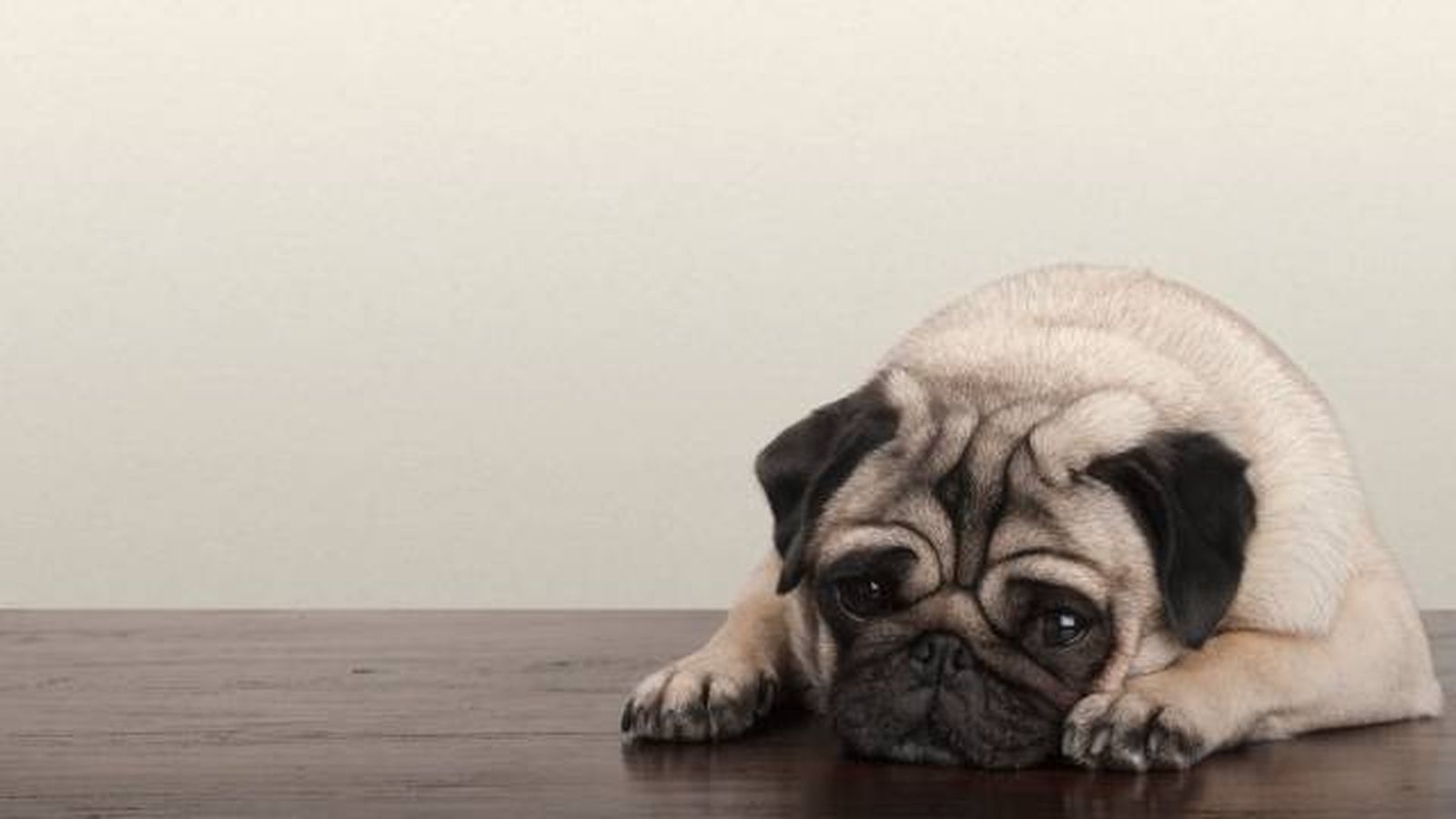perro triste