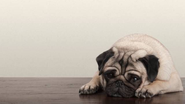 perro triste