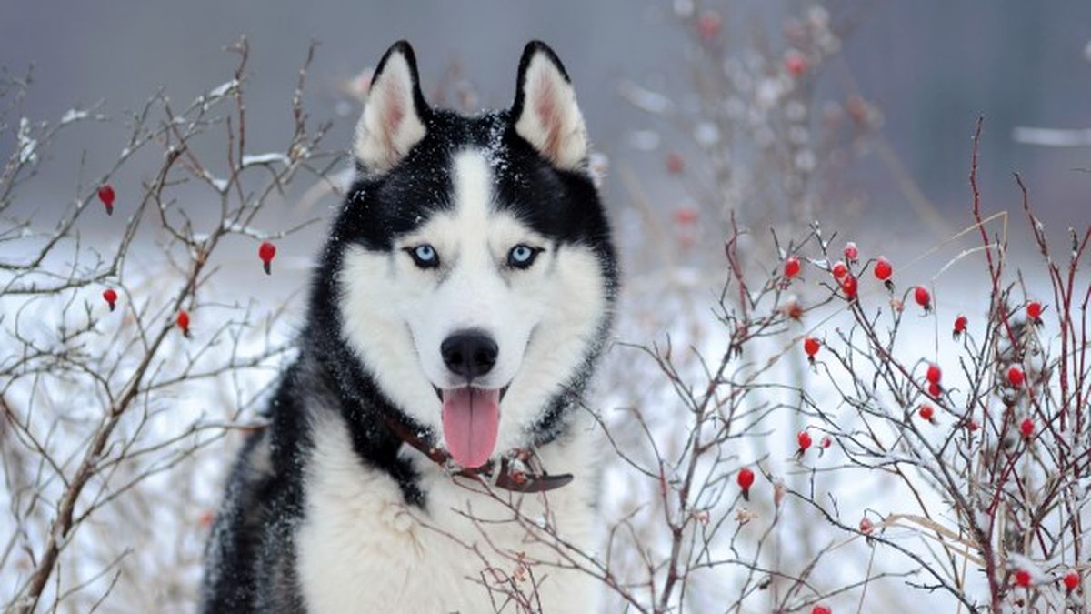 husky siberiano 6