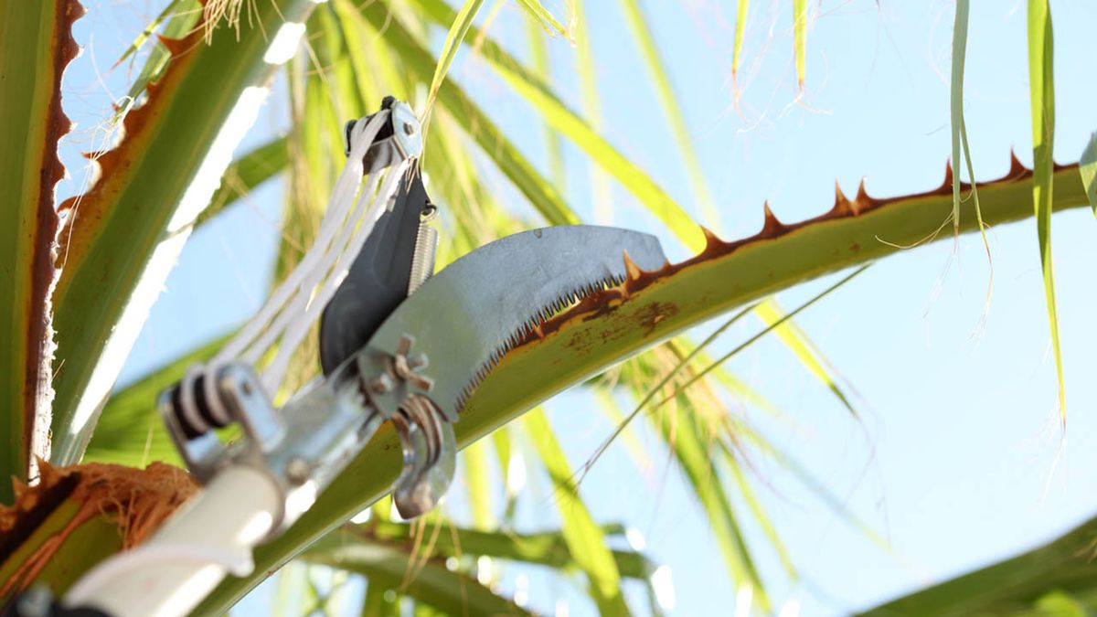 poda de palmeras