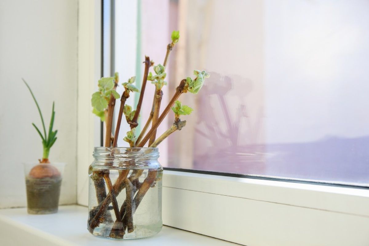 Esquejes de agua de uva