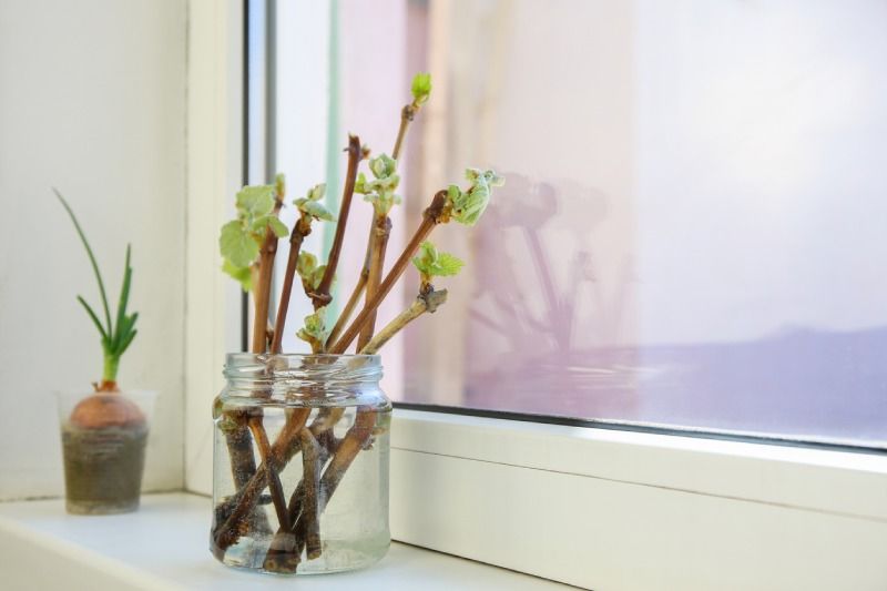 Esquejes de agua de uva