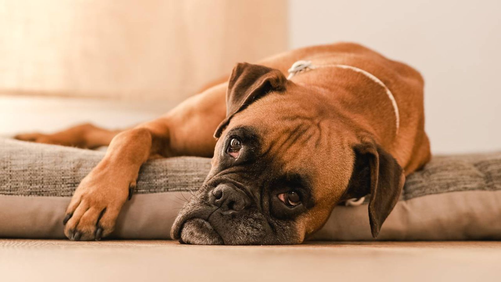 Un perro Bóxer tumbado en una cama para mascotas