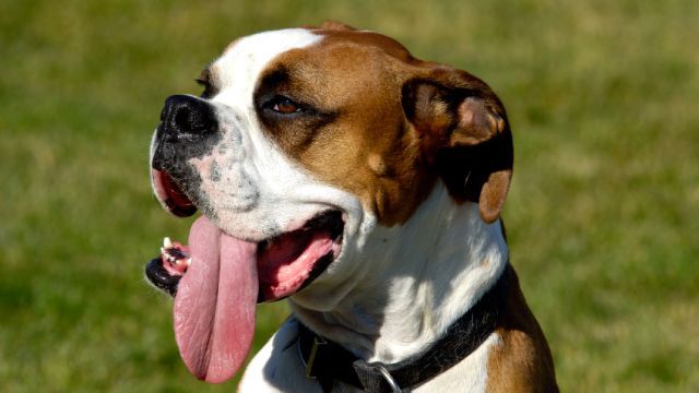 los perros sudan 1