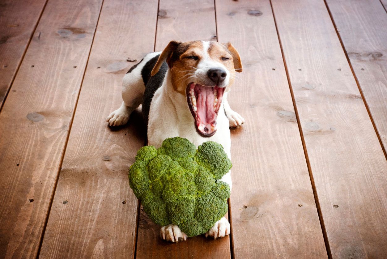 alimentacion vegana perros