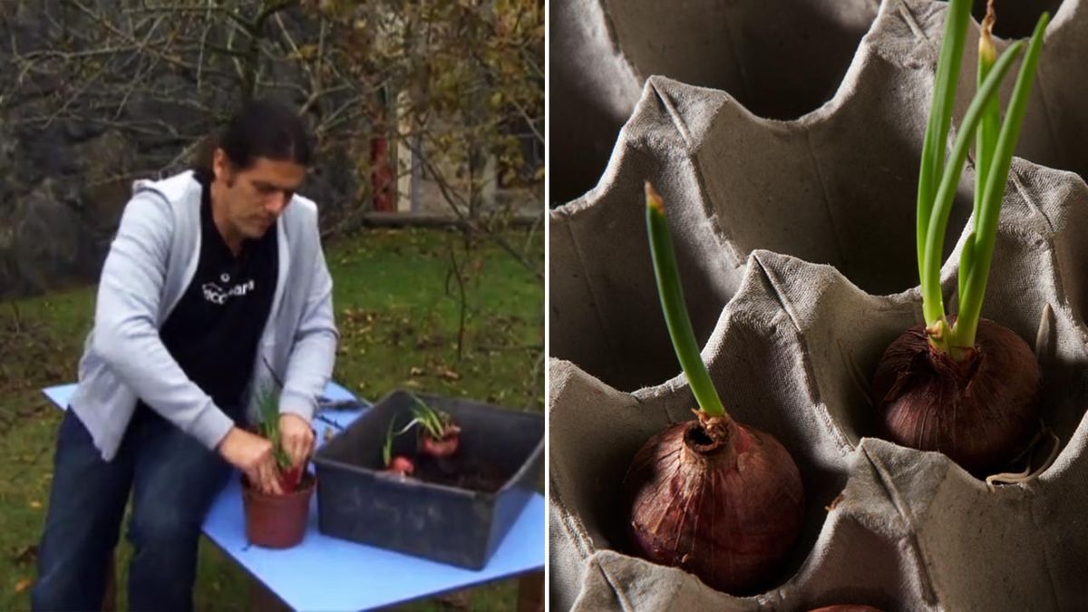 brico 771 como plantar cebollas brotadas xl