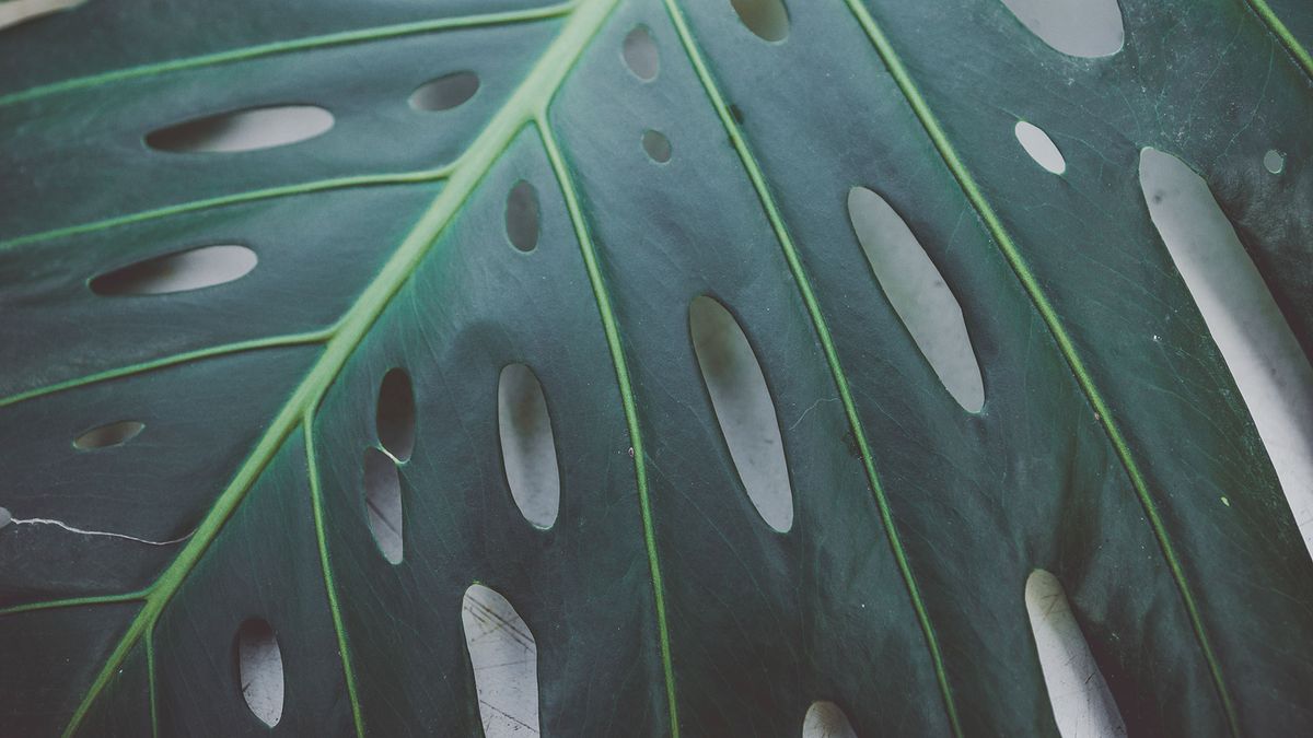 978 costilla adan agujeros