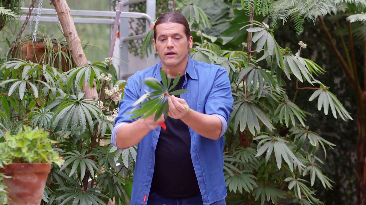 brico 928 3 begonia luxurians esqueje hoja