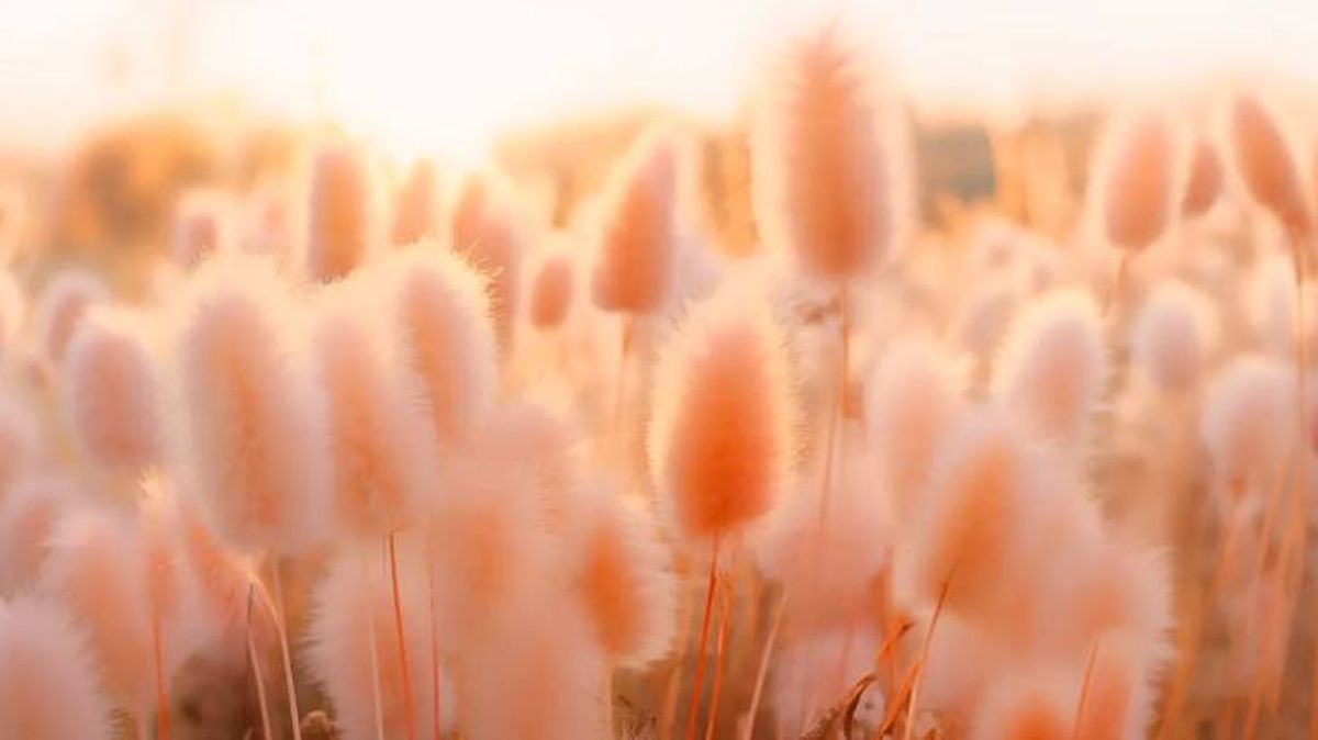 peach fuzz color pantone tendencias belleza 2024