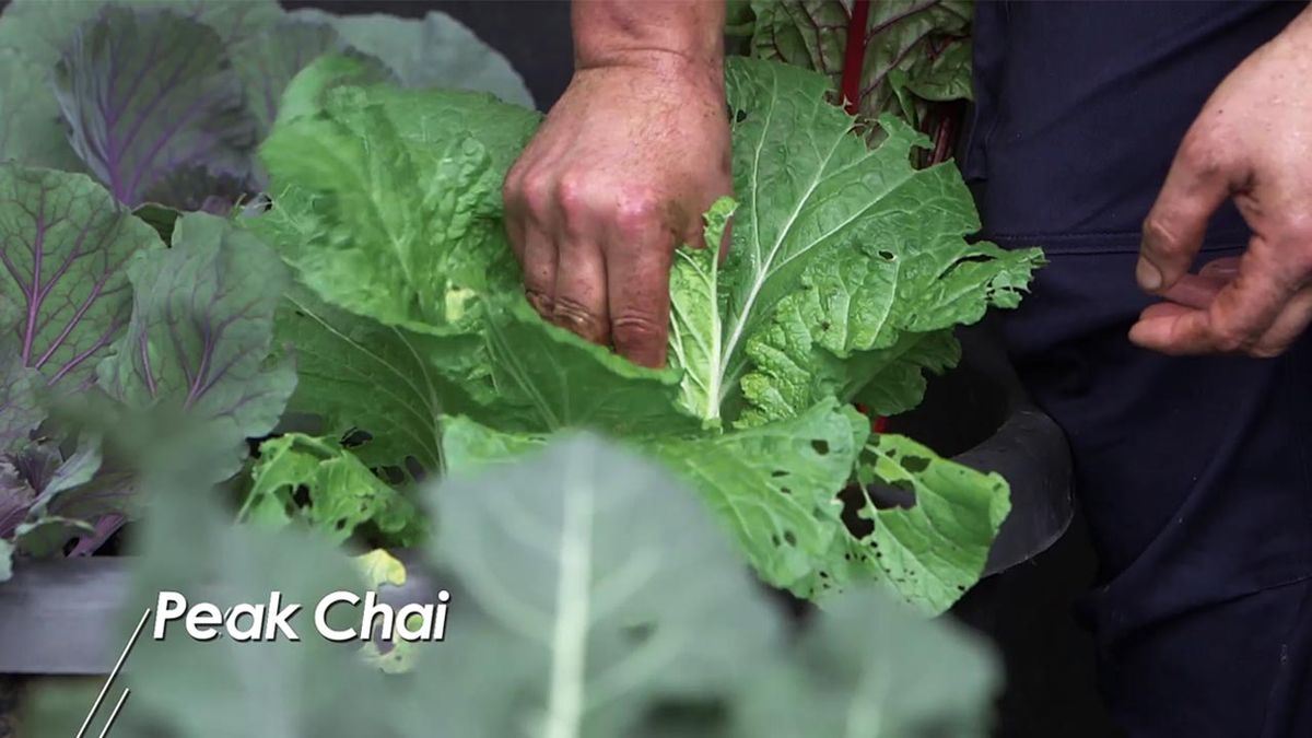 brico 1010 jardin plantar hortalizas peak chai