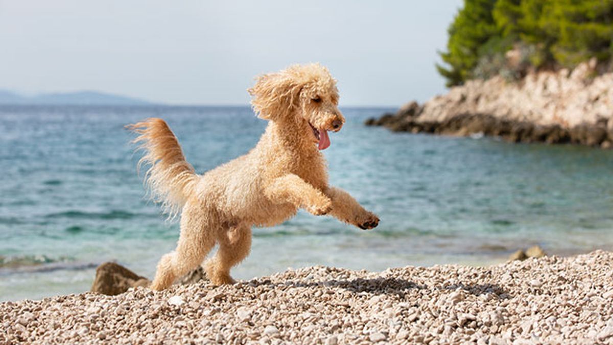 caniche en la playa