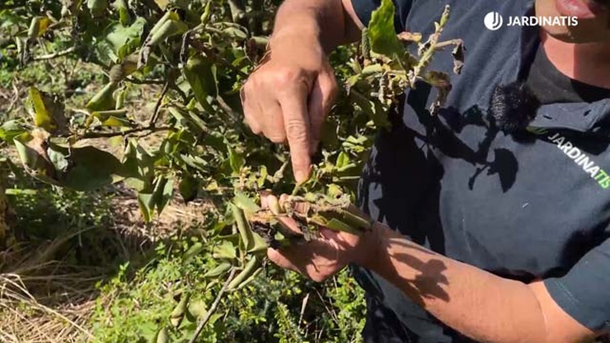 magnolia soulangeana despues de helada tardia de primavera jardinatis 22 13