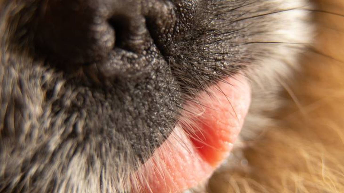 hiperqueratosis perros trufa