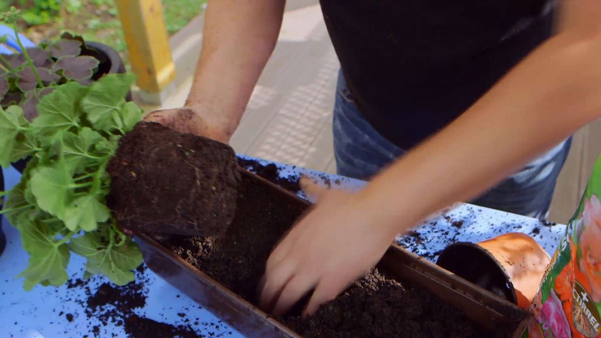 brico 0907 3 geranios para balcon paso 3