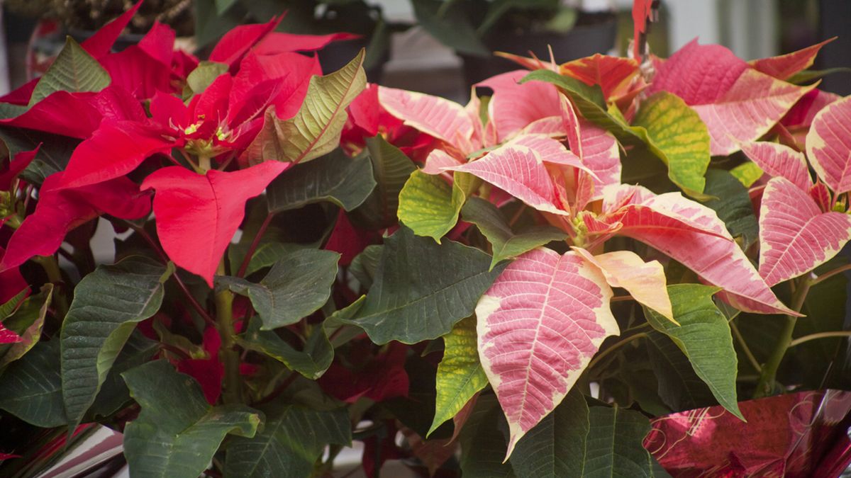 Su intoxicación produce problemas digestivos, vómitos y diarreas.