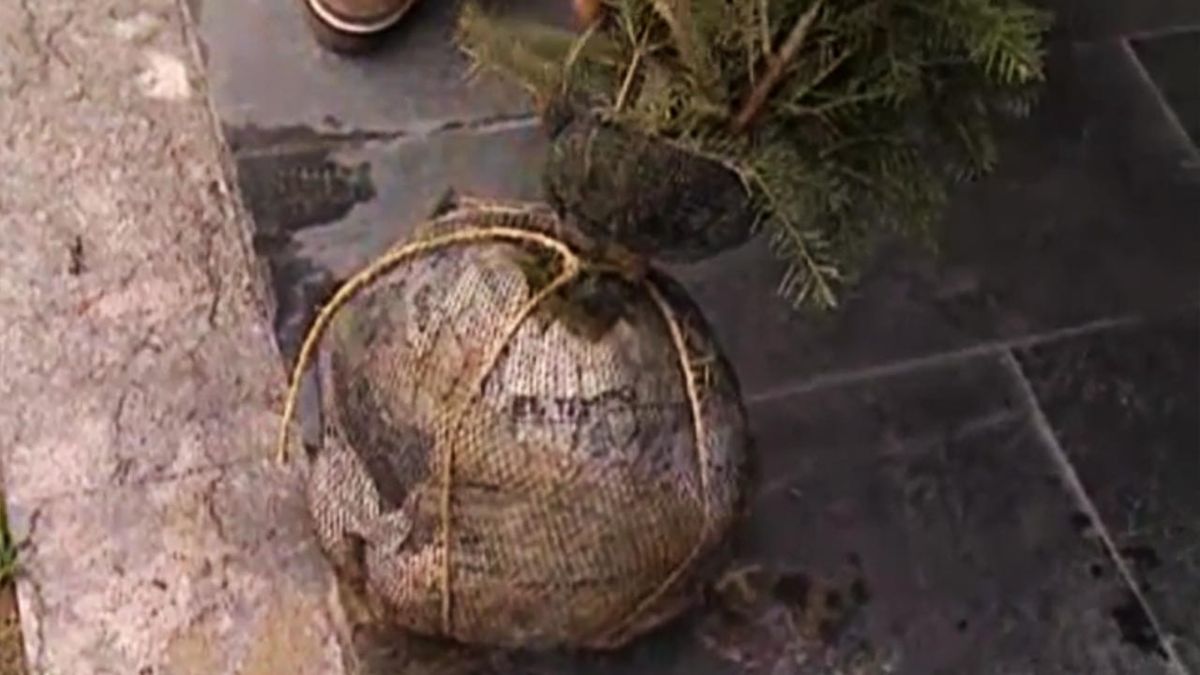 deco 278 abies normandiana cepellon