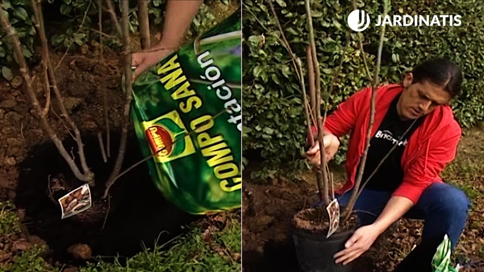 cuidados y plantacion de avellano en el jardin brico 547 jardin