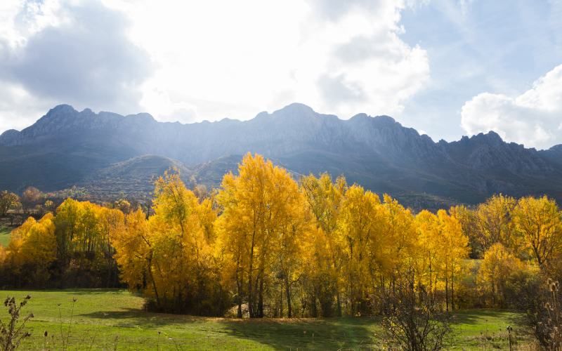 Populus alba.