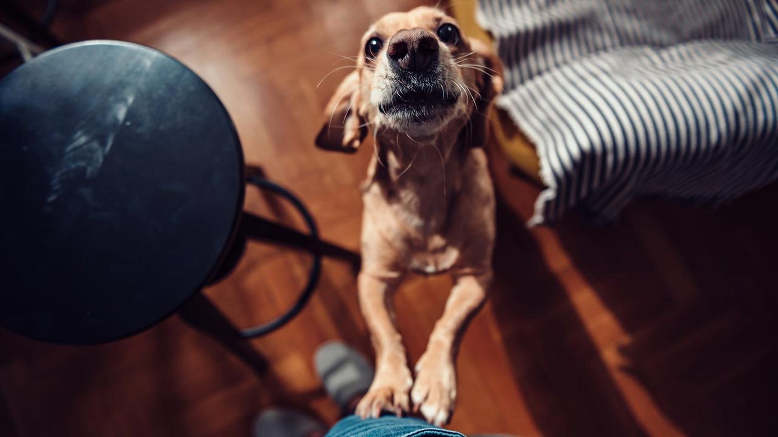 7 razones adoptar perro 1