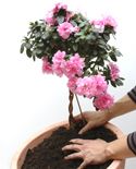 127505 azaleas p03