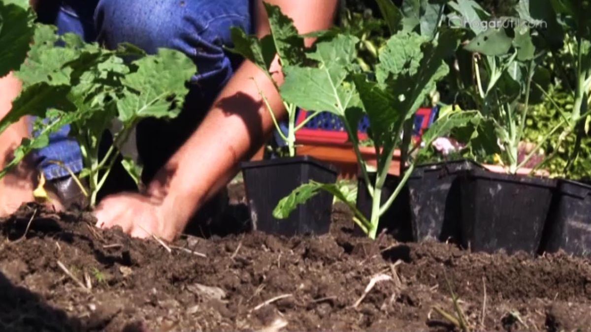 665 huerta otono plantar berzas coles