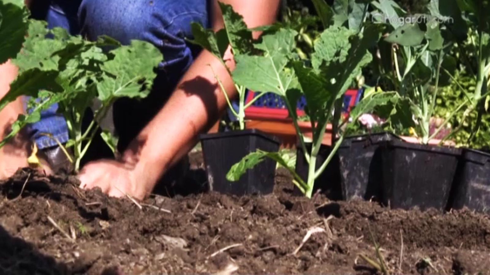 665 huerta otono plantar berzas coles