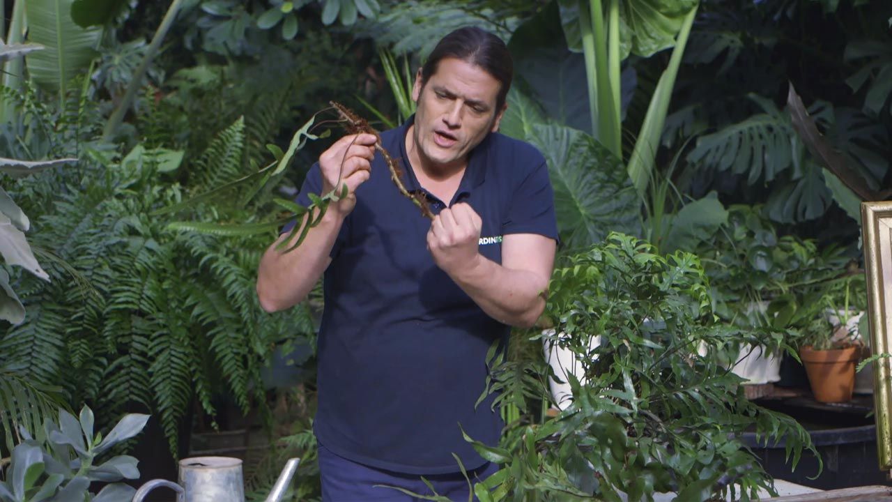 brico 1018 jardin Helecho Microsorum pustulatum raiz rizomatosa