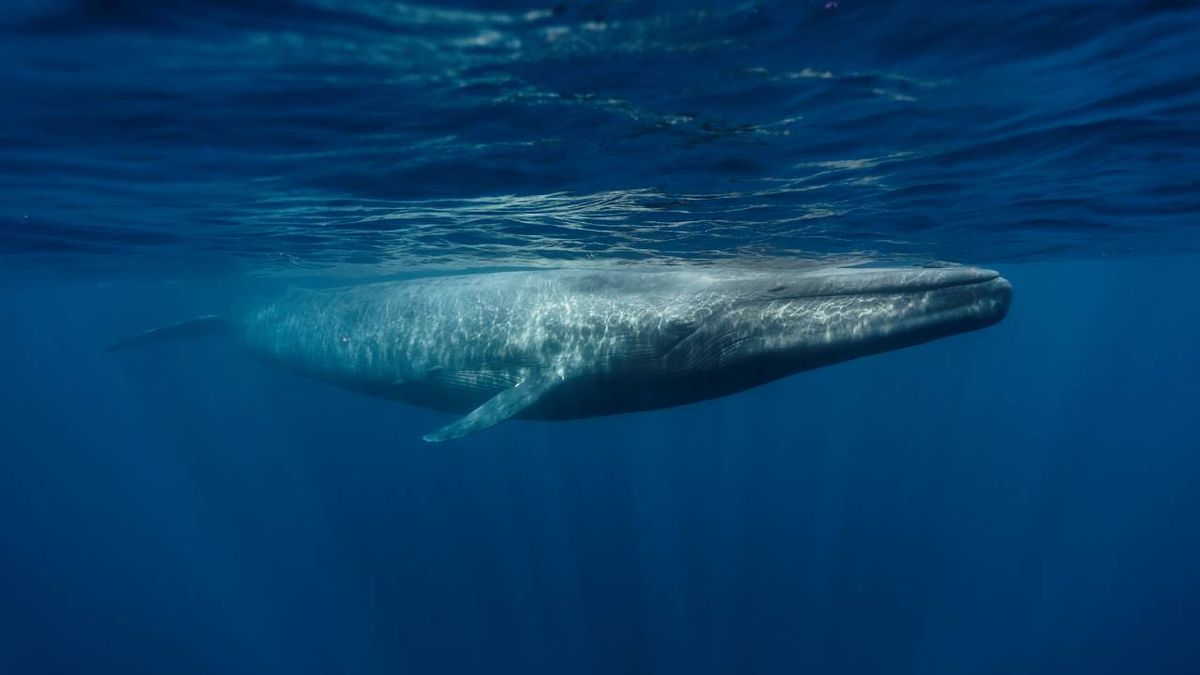 La ballena azul es el animal más grande del planeta