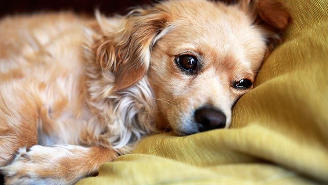 perrito llorando
