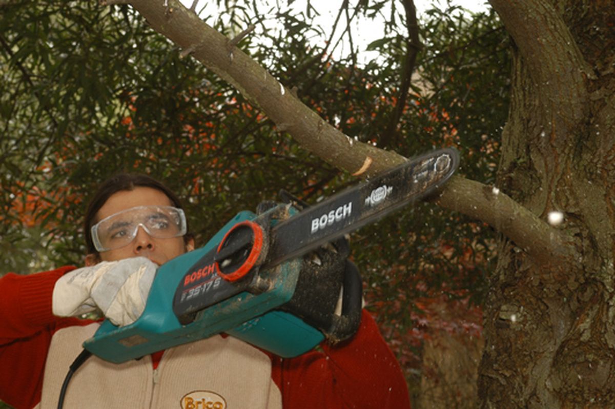 Cómo podar las ramas grandes de un árbol paso 2