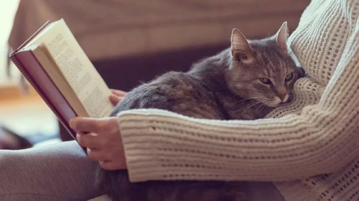 por que mi gato me sigue a todos lados 3