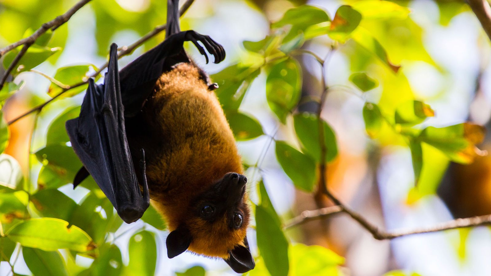 animales murcielagos