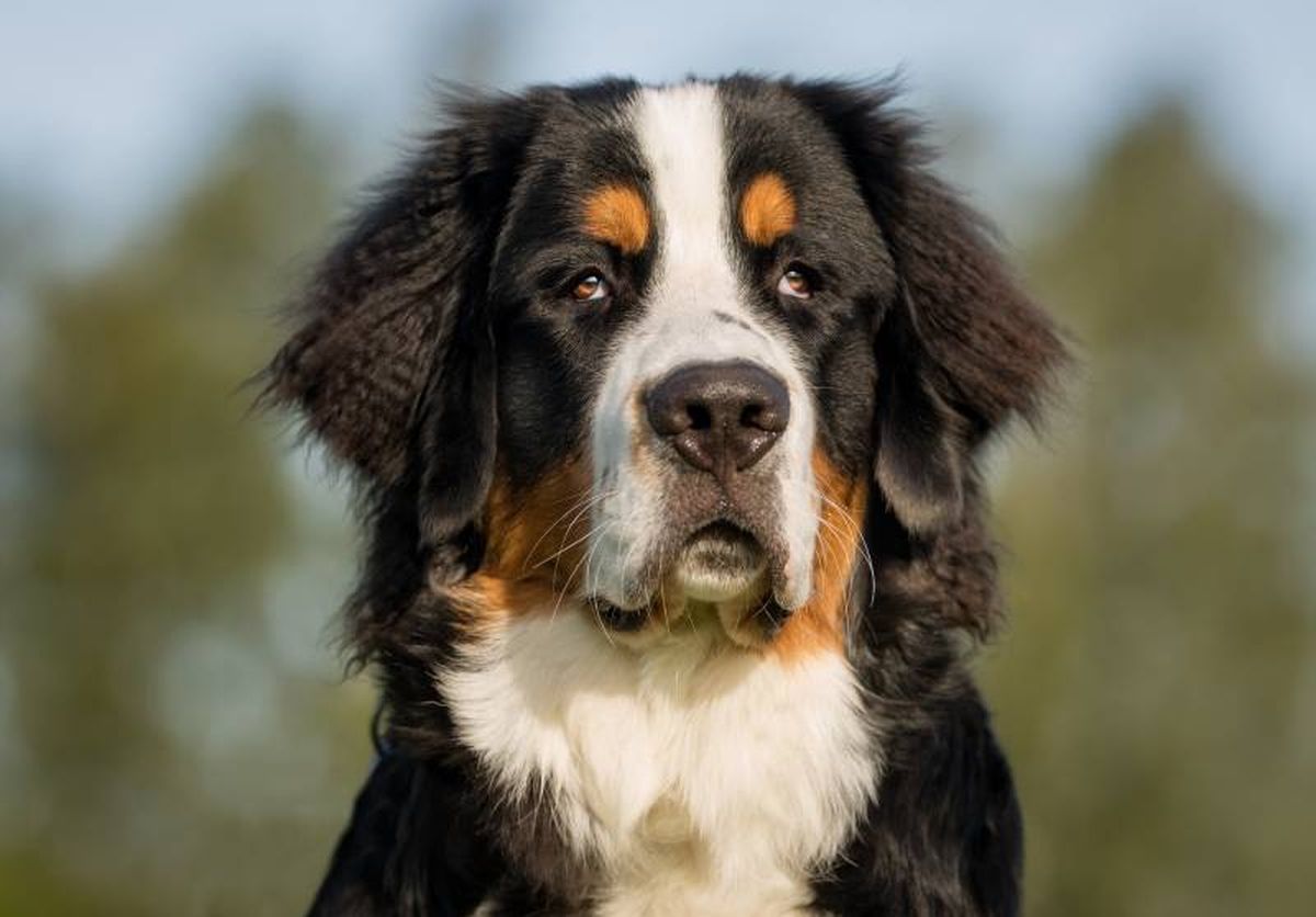 El Gran boyero suizo Llama la atención poderosamente por contar con una constitución atlética y robusta.