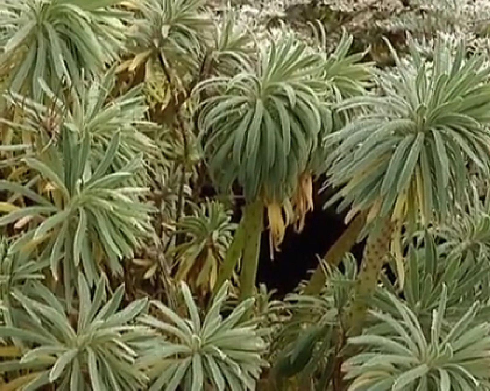 Euphorbia characias