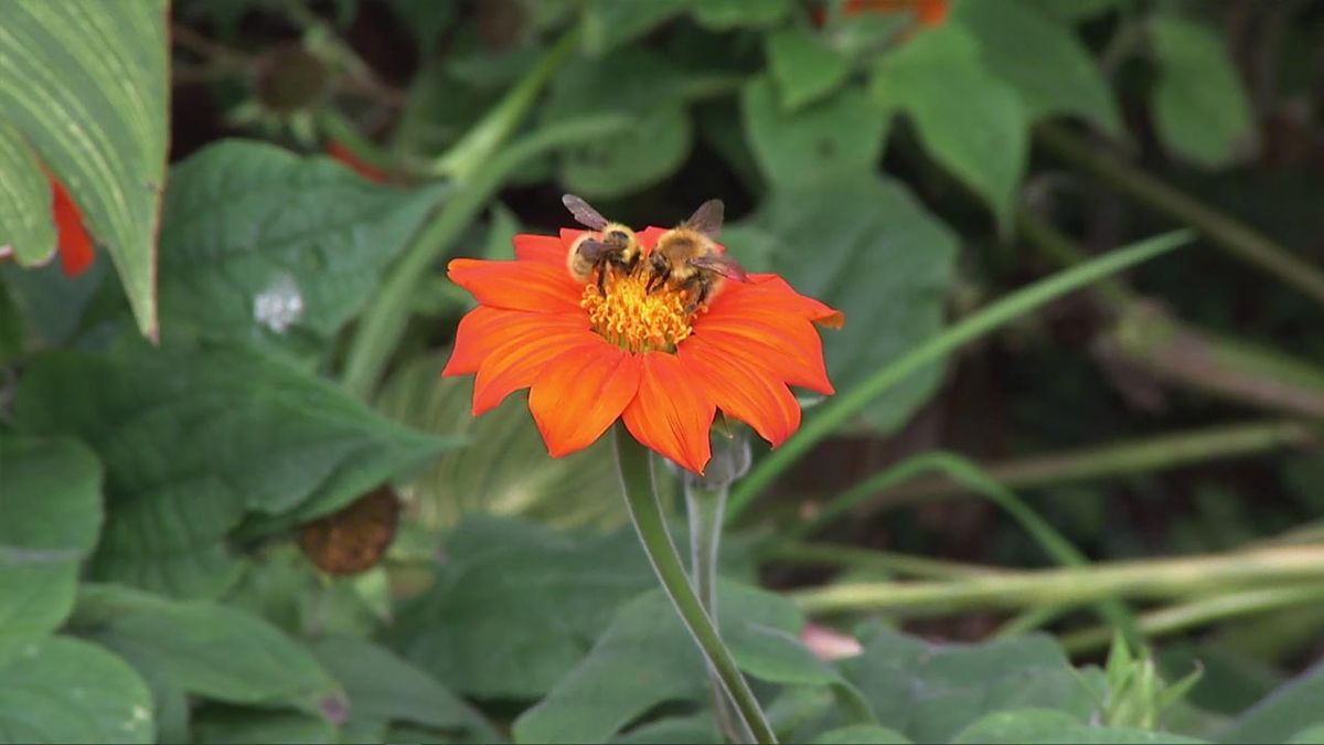 deco 753 jardin girasol mexicano flores naranjas
