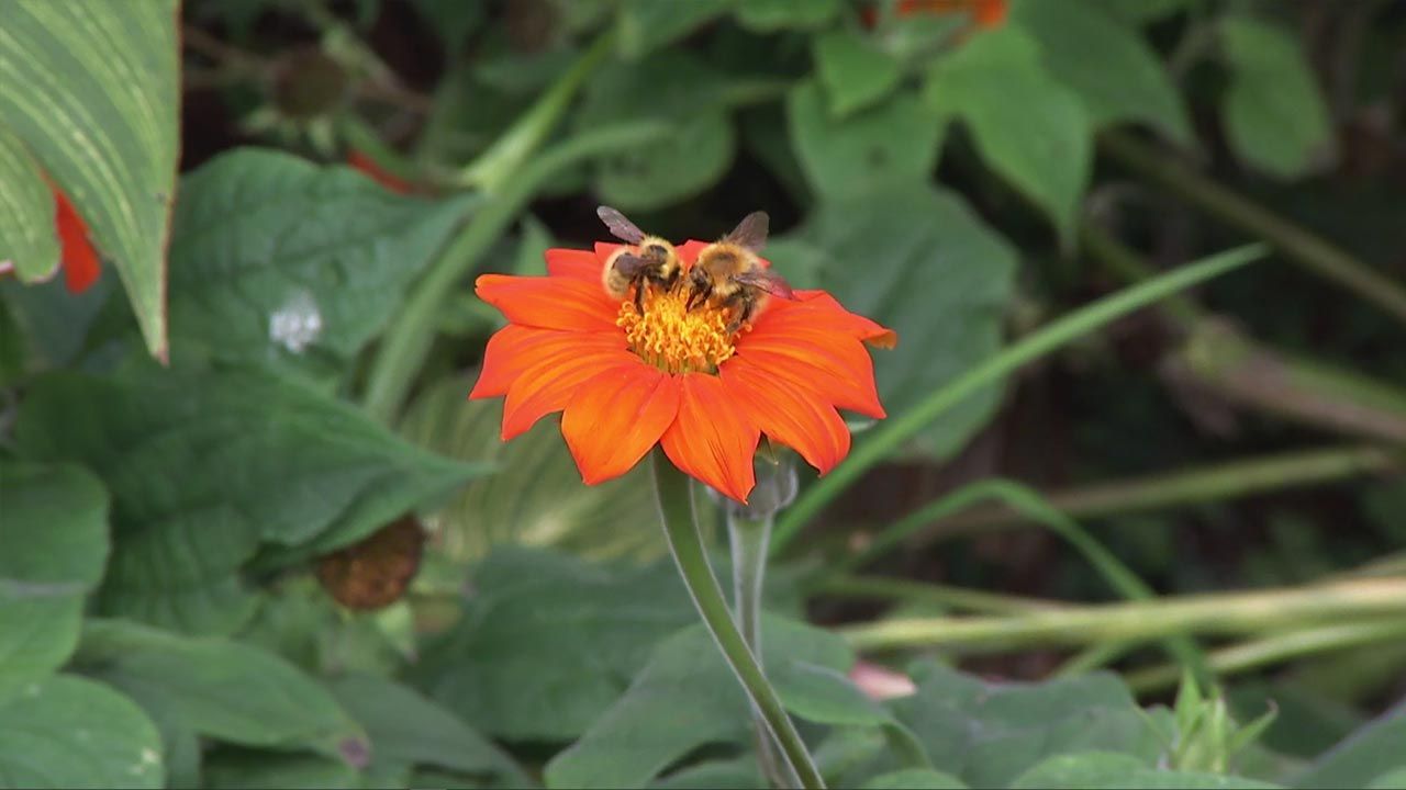 deco 753 jardin girasol mexicano flores naranjas