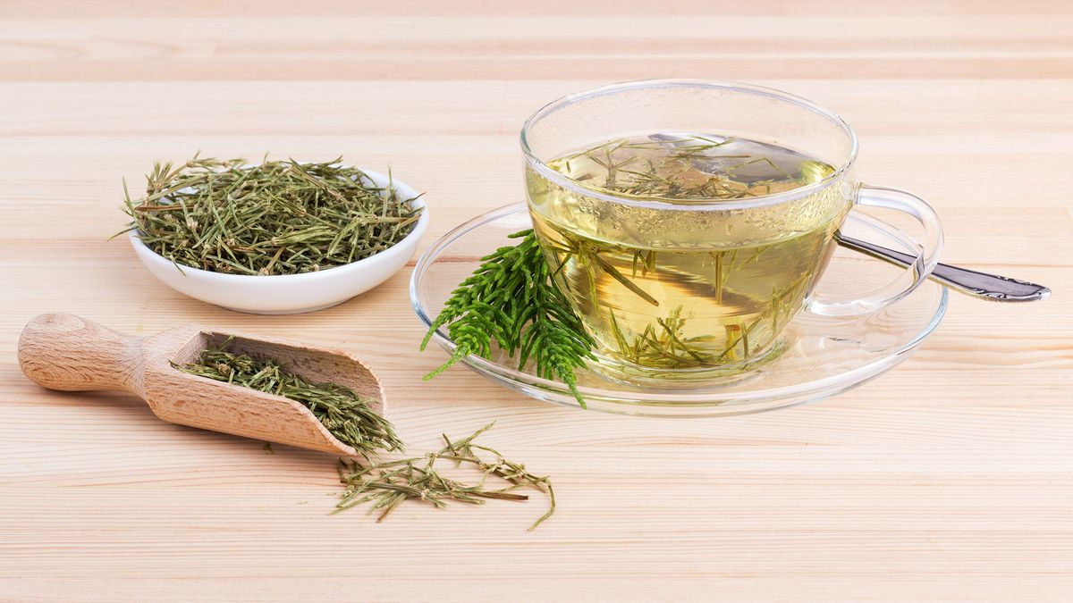 planta medicinal cola de caballo