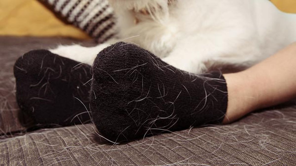 como quitar los pelos de las mascotas sofa cama ropa1