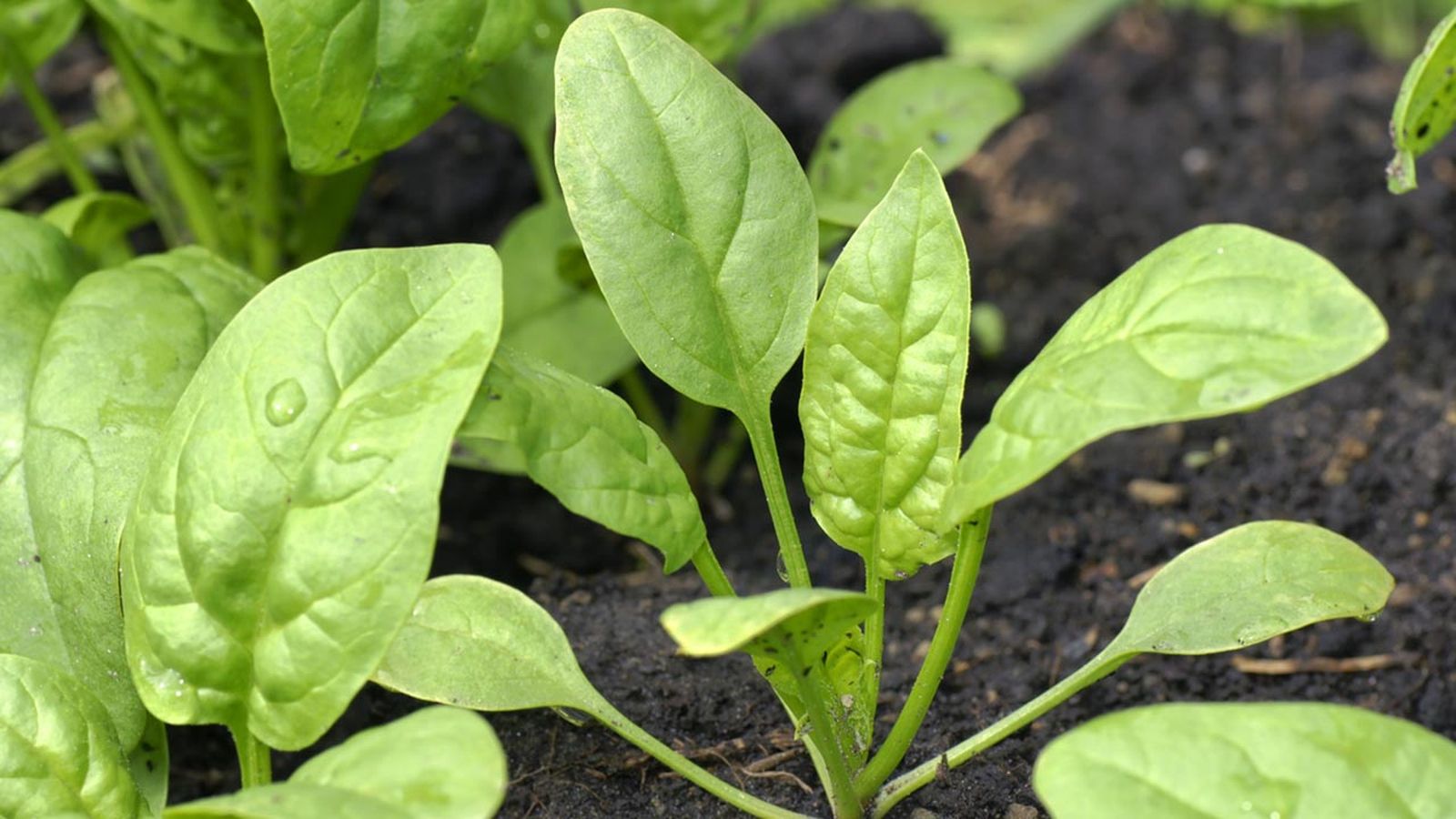 como cultivar espinacas en maceta xl