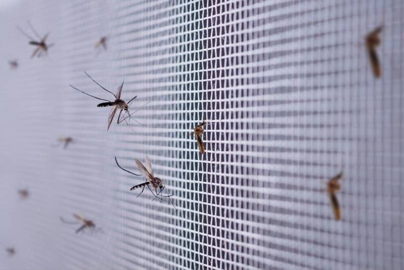 Mosquitera efectiva