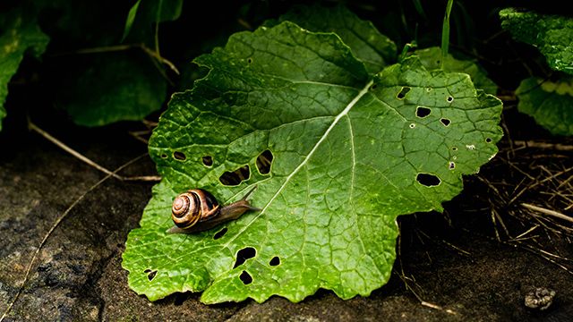 mordeduras caracol