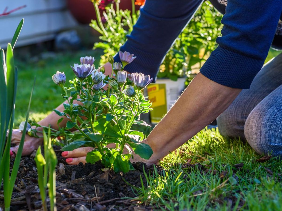 Prepara siempre el suelo previo a la plantación.