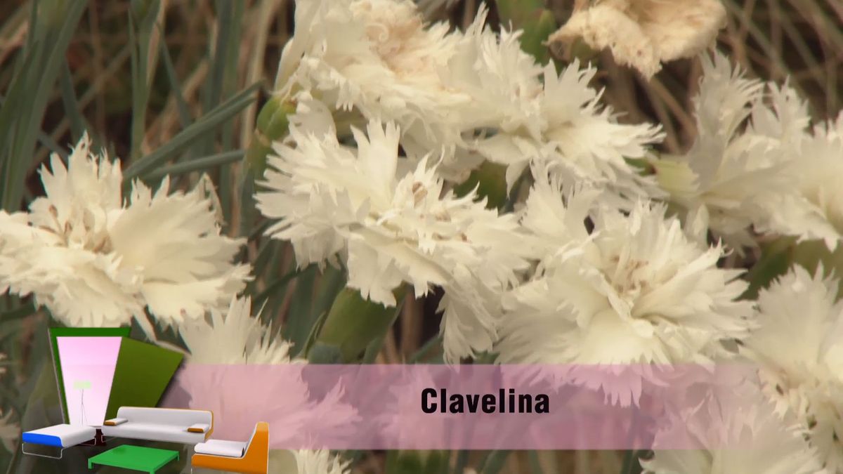 deco 0699 jardin clavelina flor blanca clavelina